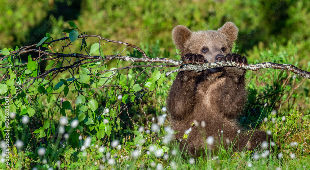 Brown Bear Cub play with birch branch in summer forest among white flowers. Scientific name: Ursus arctos. Natural Green Background. Natural habitat.