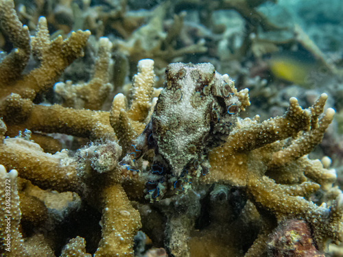 Greater blue-ring octopus (Hapalochlaena lunulata) sitting on top of a hard cora and blending in its surrounding using its camouflage