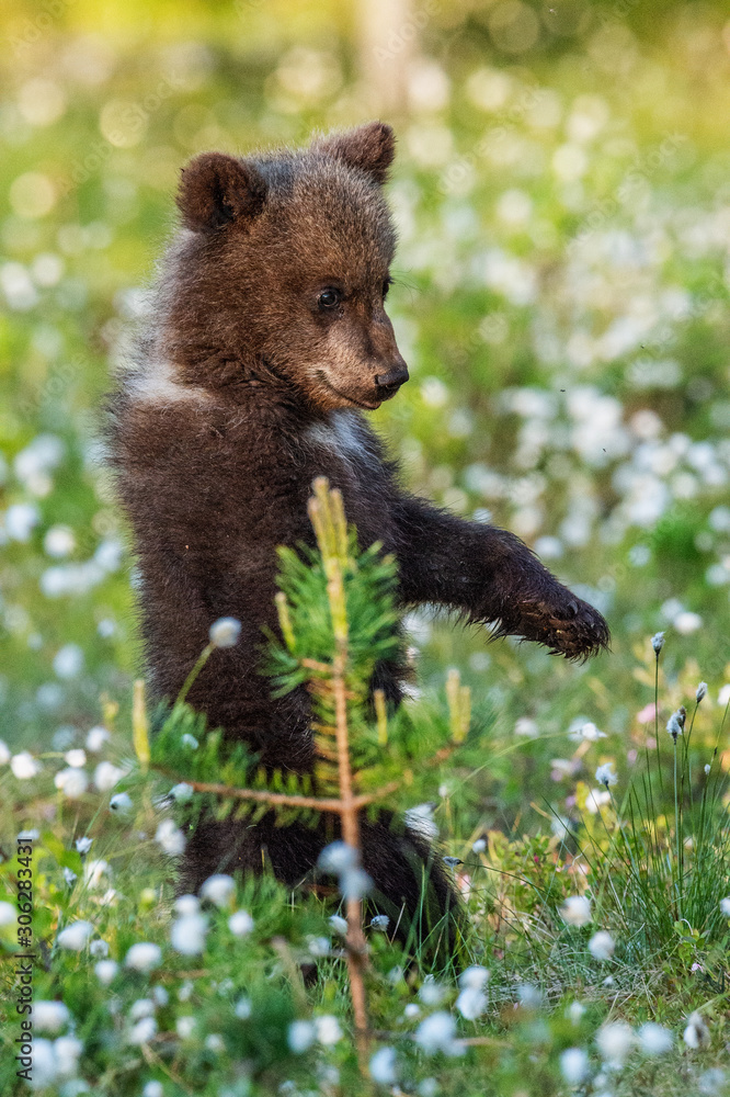 Fototapeta premium Brown bear cub stands on its hind legs in the summer forest among white flowers. Scientific name: Ursus arctos. Natural Background. Natural habitat. Summer season.