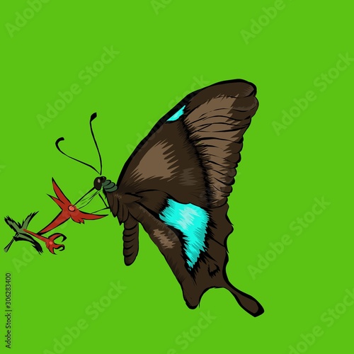 butterfly on white background