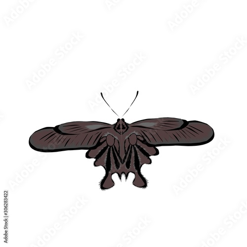 butterfly isolated on white background
