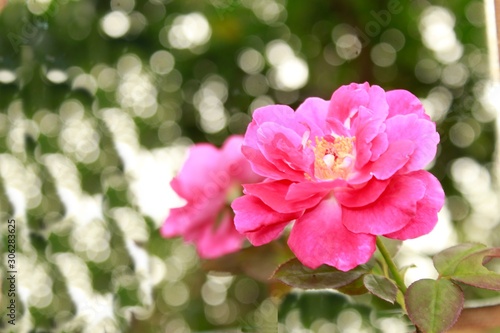 Pink rose © #CHANNELM2