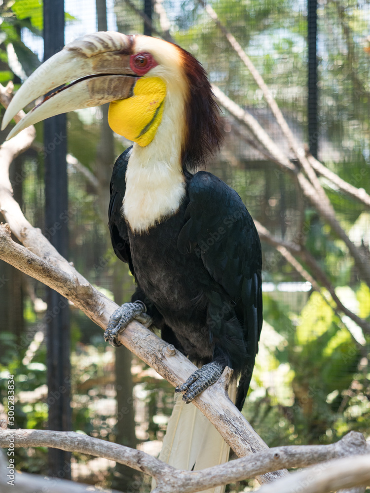 Fototapeta premium Indonesia, november 2019: Rhinoceros Hornbill, lovely bird in evergreen forest at Bali national park. A wild animal in nature of Asian tropical rainforests.