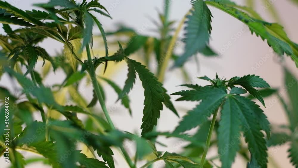 Blooming female marijuana sprout develops in the wind against a ballroom background. 4k. close up. macro. production of medical cannabis Blooming female marijuana sprout develops in the wind against a ballroom background. 4k. close up. macro. production of medical cannabis