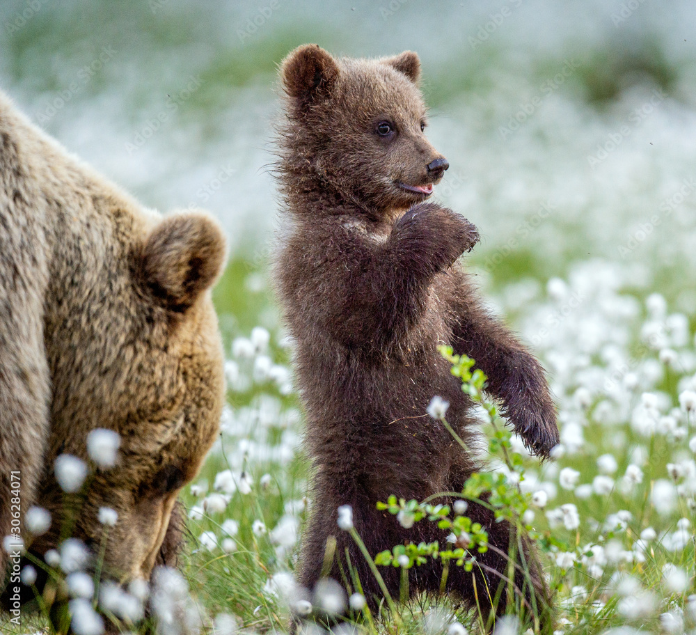 Fototapeta premium She-bear and cub. Brown bear cub stands on its hind legs in the summer forest among white flowers. Scientific name: Ursus arctos. Natural Background. Natural habitat. Summer season.