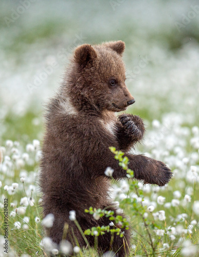 Fotografia Brown bear cub stands on its hind legs in the summer forest among white flowers