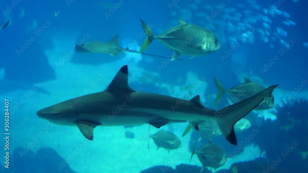 blacktip reef shark 4k blacktip reef shark 4k