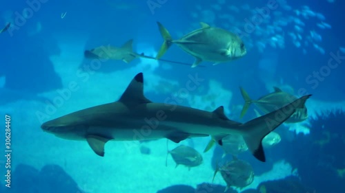 Wallpaper Mural blacktip reef shark 4k Torontodigital.ca