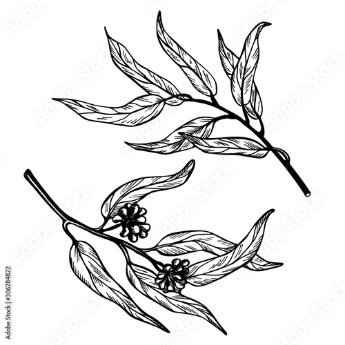 Set of eucalyptus branches on white background. Hand drawn botanical illustration with green contour lines in vector.