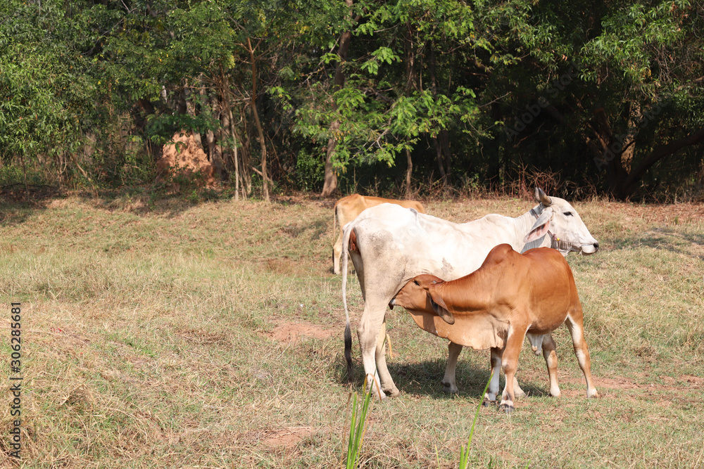 Closeup of brown calf sucking milk from its mother in dry field with natural background in sunny day. Closeup of brown calf sucking milk from its mother in dry field with natural background in sunny day.