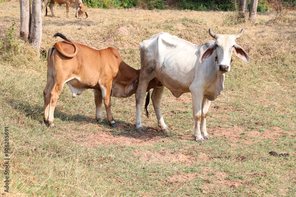 Closeup of brown calf sucking milk from white cow in the field with natural background in sunny day. Closeup of brown calf sucking milk from white cow in the field with natural background in sunny day.