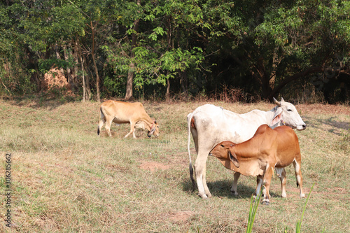 Closeup of brown calf sucking milk from white cow in dry field with natural background in sunny day.