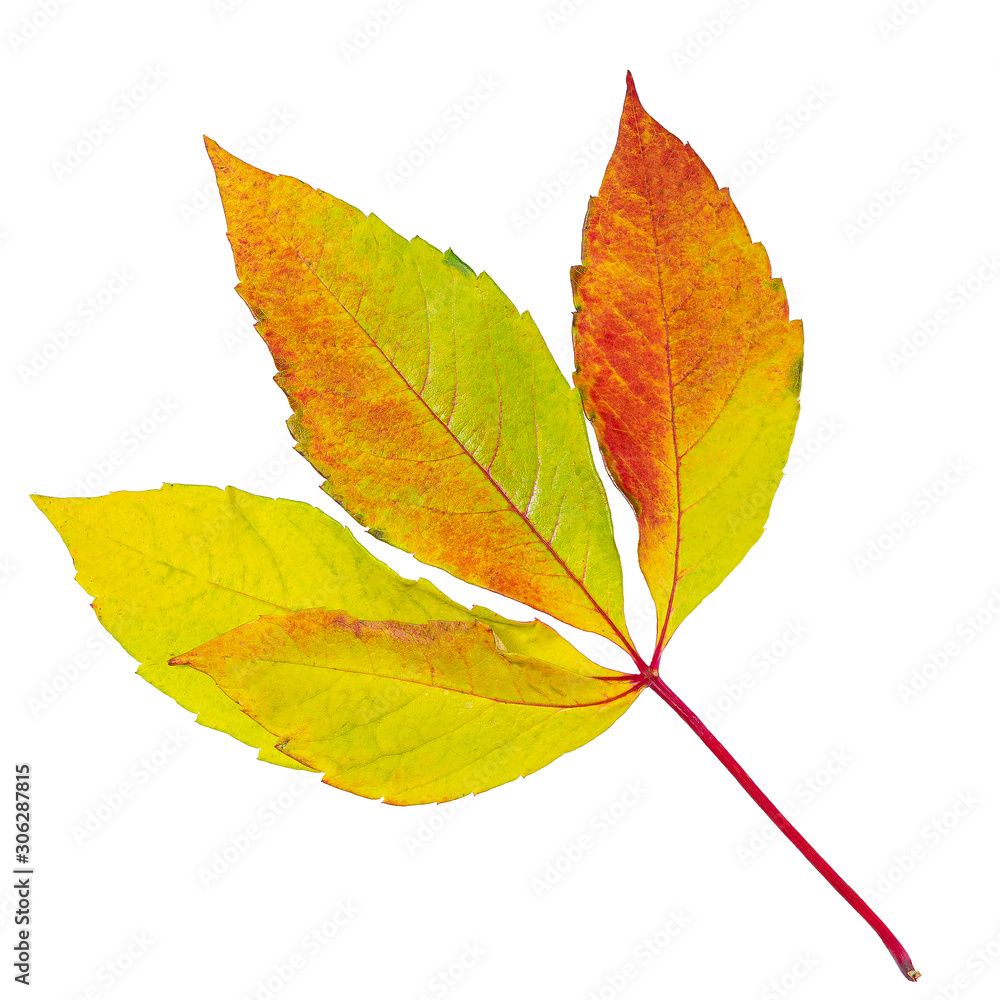 Closeup photo of autumn natural autumn foliage. The leaves are insulated and suitable for background and composition. Closeup photo of autumn natural autumn foliage. The leaves are insulated and suitable for background and composition.