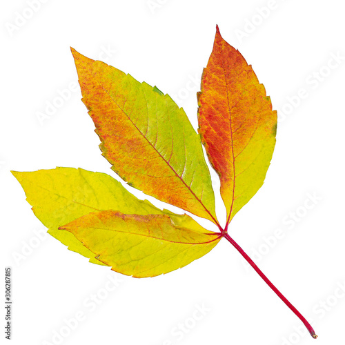 Closeup photo of autumn natural autumn foliage. The leaves are insulated and suitable for background and composition.