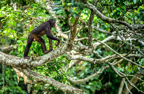 Photographie Bonobo on the branch of the tree in natural habitat