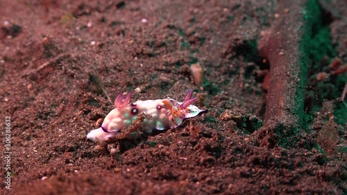 A sea slug — Lumpy Nudibranch — Goniobranchus hintuanensis + Zenopontonia rex photo