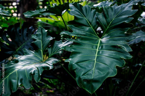 Lacy tree philodendron, selloum (Philodendron bipinnatifidum) is an evergreen tropical ornamental plants for garden.