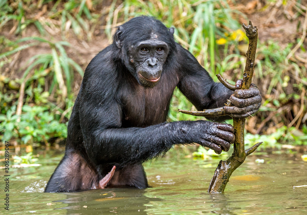 Bonobo in the water with stick. The Bonobo ( Pan paniscus), called the pygmy chimpanzee. Democratic Republic of Congo. Africa