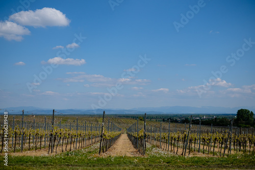 Bare Vineyards at sunset in April  before they start growing. Near Riquewihr  Alsace.