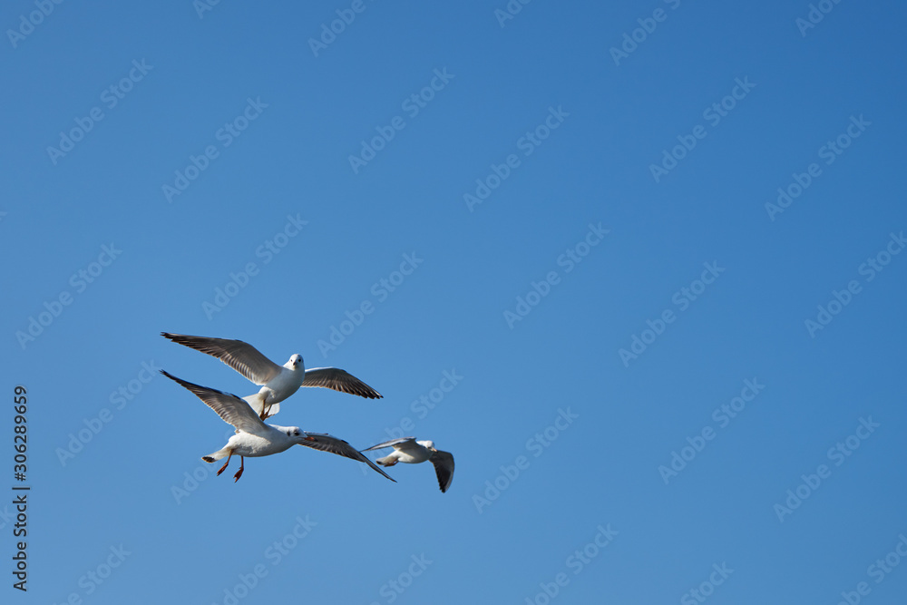 Image of seabirds. Image of seagulls.
