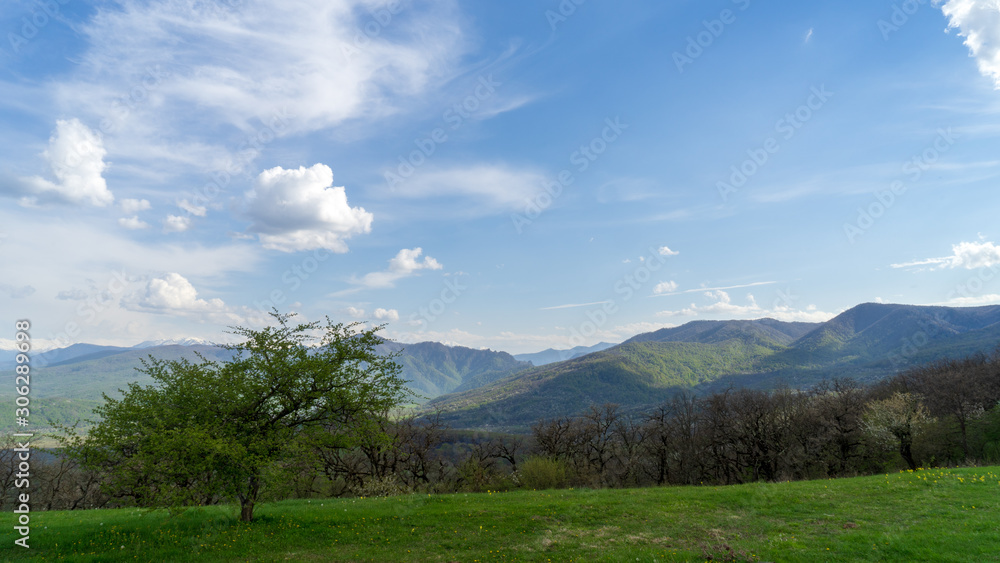 Image of a blooming tree on an alpine meadow. Image of a blooming tree on an alpine meadow.