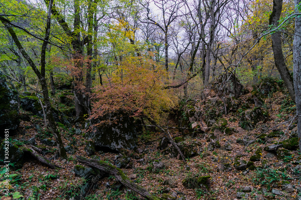 Autumn forest. Trees in the autumn forest. Autumn forest. Trees in the autumn forest.