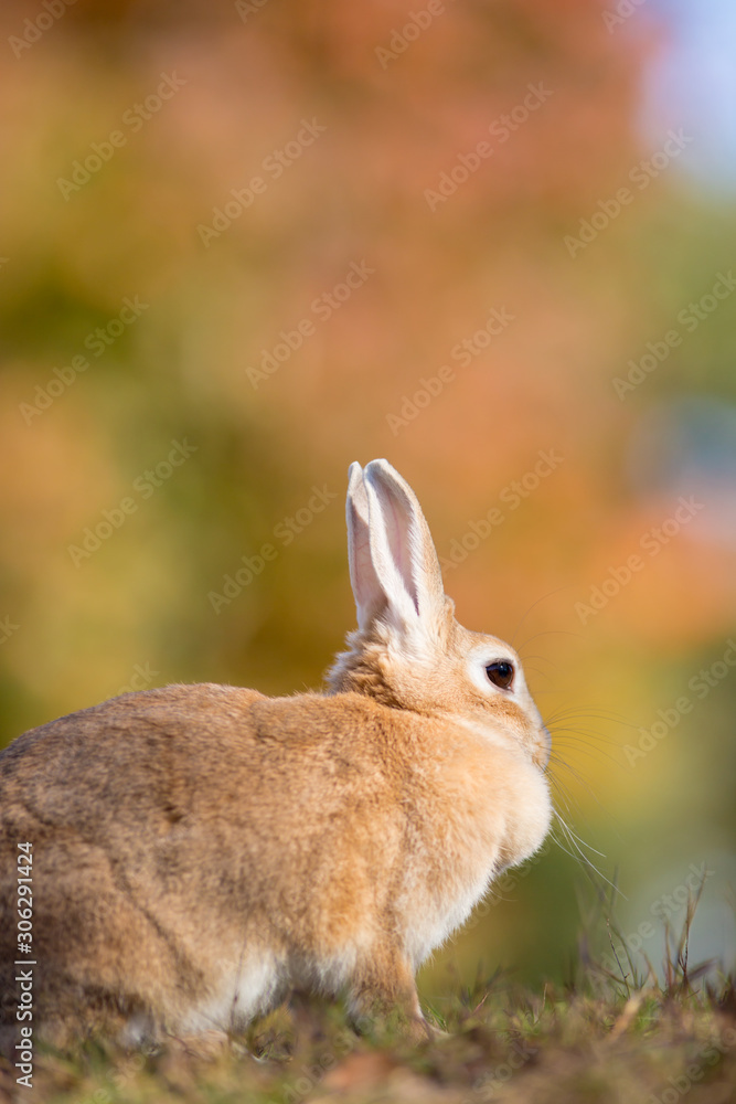 Fototapeta premium 秋の公園にいる可愛いウサギ