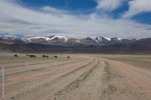 horses in the grassland of Mongolia