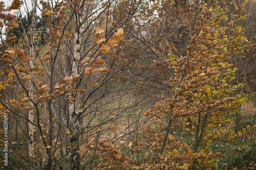 Mist and golden leaves in Beskydy mountains