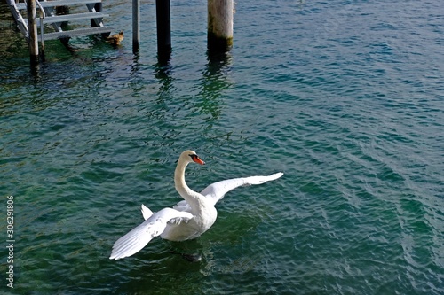 White swan flaps its wings in the Lake Geneva  Vevey  Switzerland.