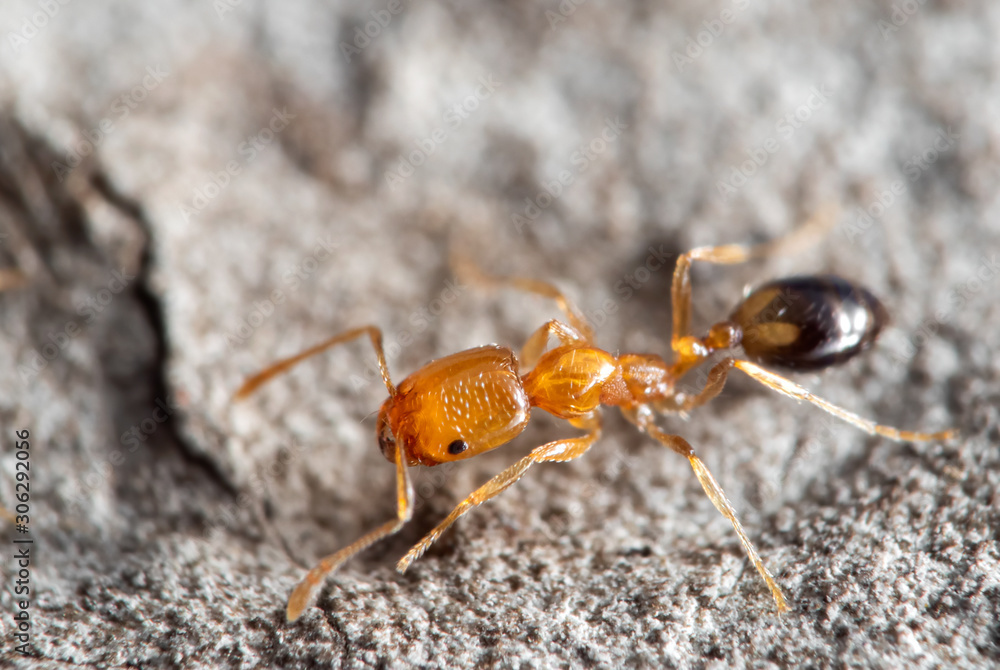 Macro Photo of Tiny Ant Running on The Wall