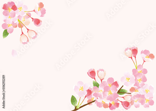 桜　背景イラスト