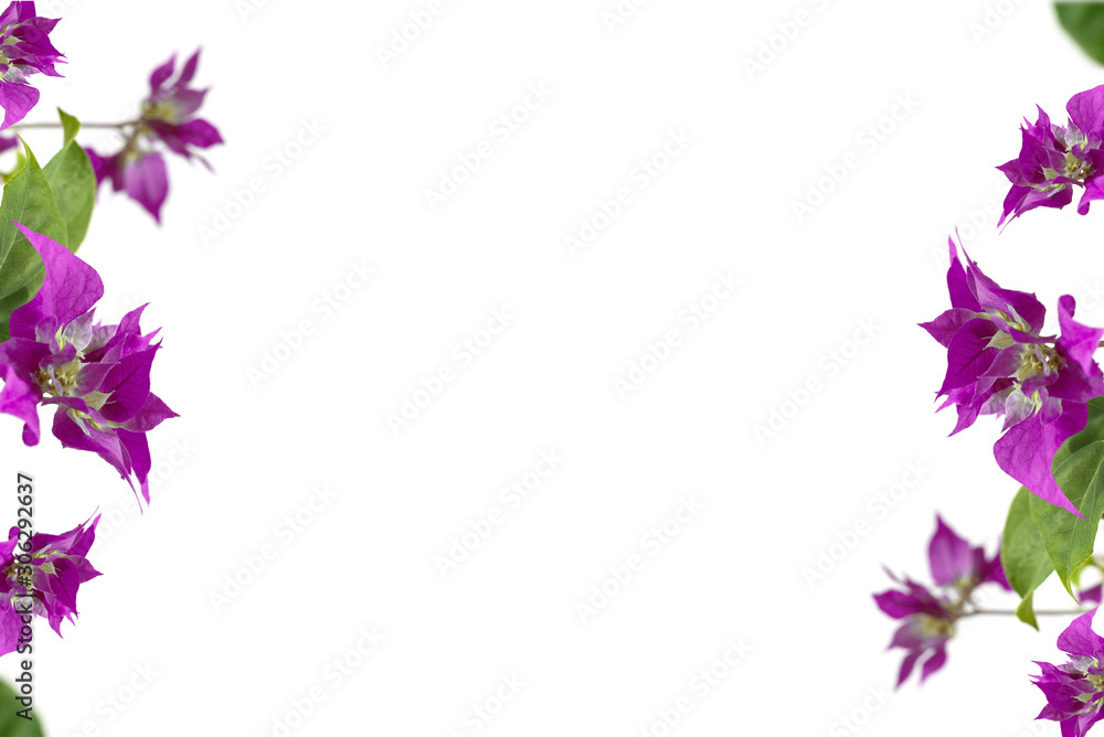 lilac bougainvillea flowers on a white background. place for text. frame lilac bougainvillea flowers on a white background. place for text. frame