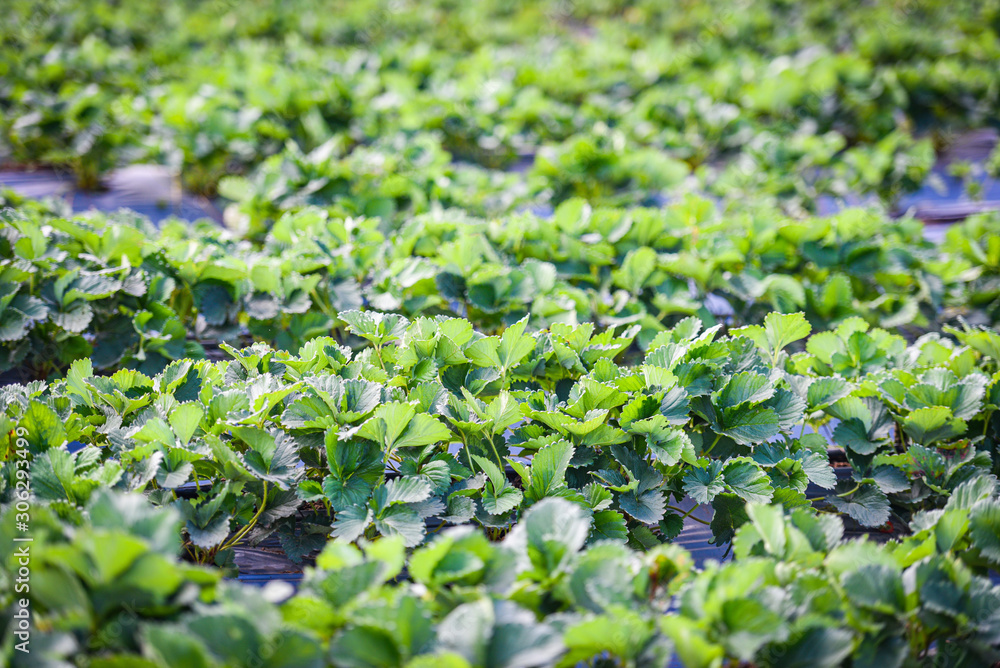 Strawberry field with green leaf in the garden - plant tree strawberries growing in farm agriculture Strawberry field with green leaf in the garden - plant tree strawberries growing in farm agriculture