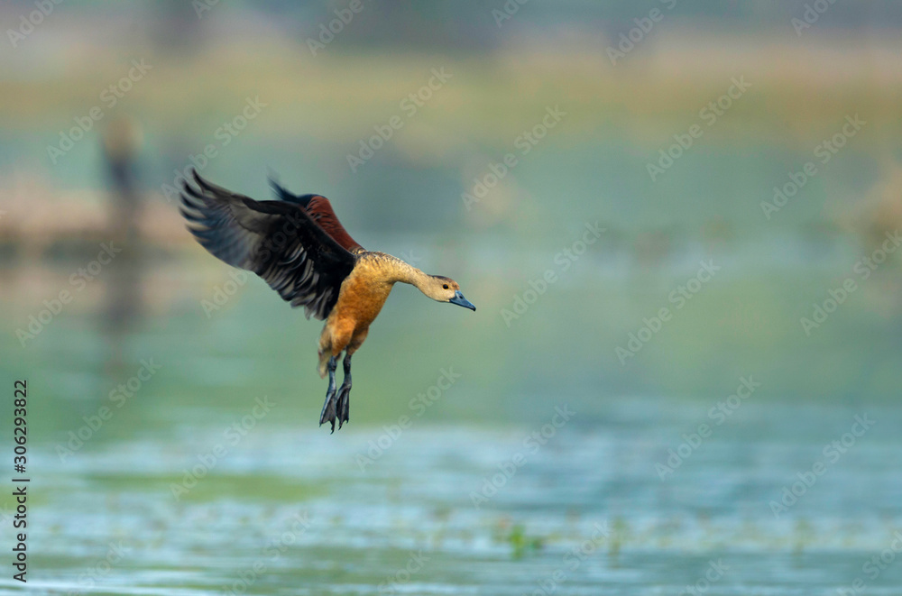 Obraz premium Lesser whistling ducks, Dendrocygna javanica, Keoladeo National Park, Bharatpur, Rajasthan, India