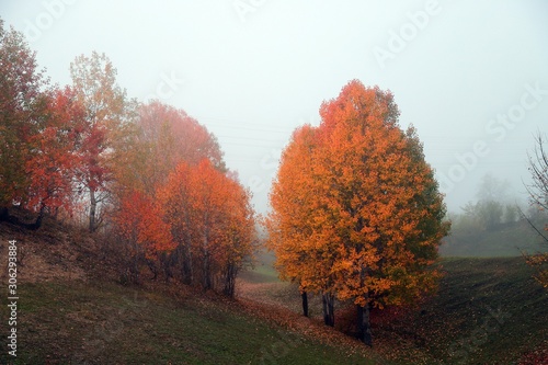 Golden autumn landscape of foggy morning in the Arboretum.turkey