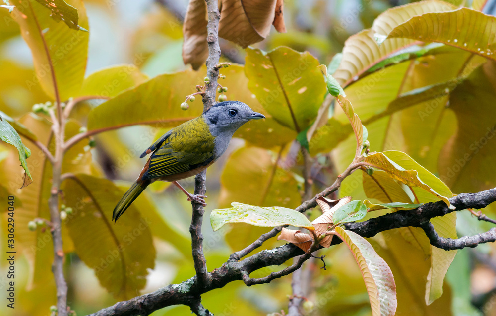 Fototapeta premium Black headed shrike babbler, female, Pteruthius rufiventer, Mishmi Hills, India