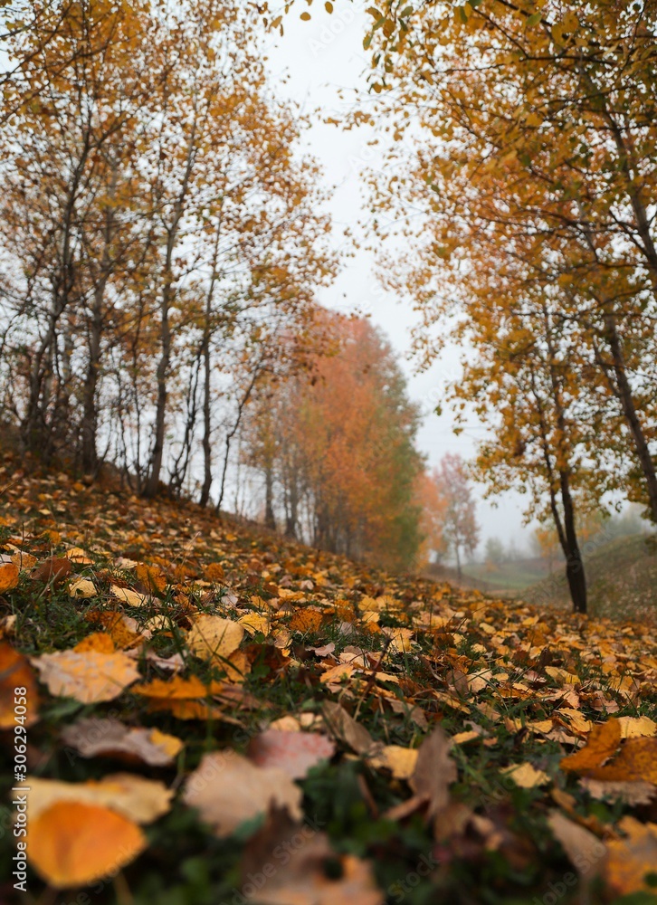 Golden autumn landscape of foggy morning in the Arboretum.turkey
