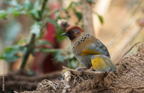 Rufous-chinned laughingthrush, Lanthocincla rufogularis, Sattal, Nainital district in Uttarakhand, India photo