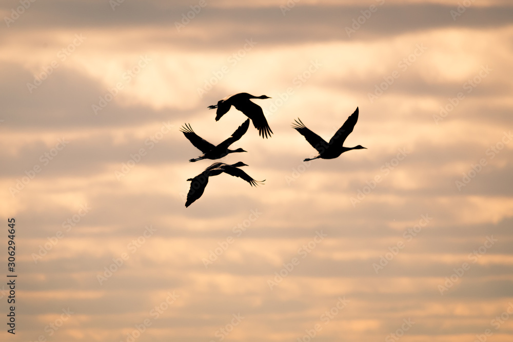 Fototapeta premium flock of birds flying in the sunset