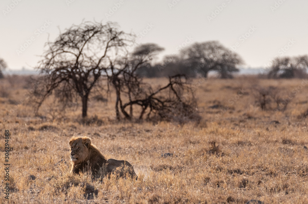Fototapeta premium Impression of a Male Lion - Panthera leo- resting on the plains of Etosha national park, Namibia; catching the early morning sun.