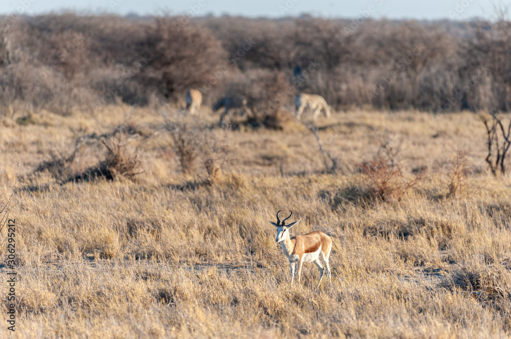 Naklejka premium One Impala - Aepyceros melampus- closely attending its surroundings in Etosha National Park, Namibia.
