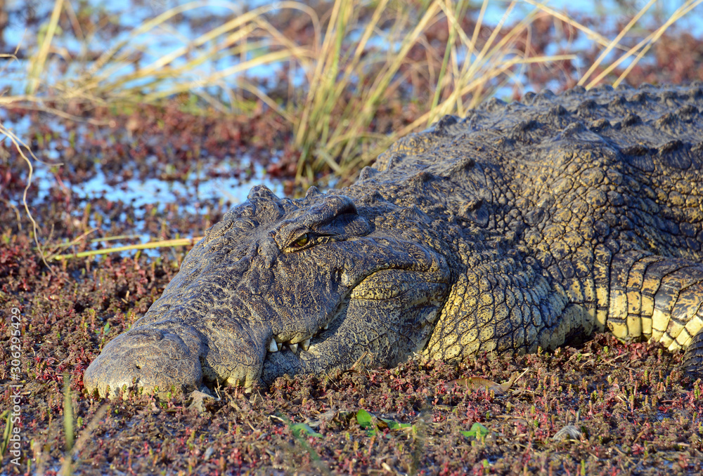 Obraz premium A large crocodile basks in the sunshine