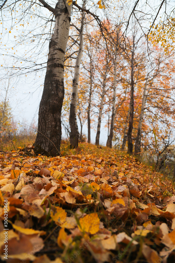 Golden autumn landscape of foggy morning in the Arboretum.turkey