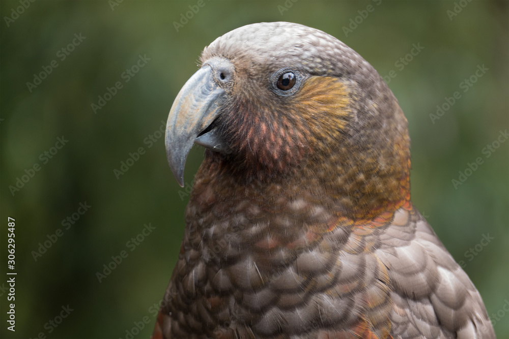 Fototapeta premium A kaka is standing side on to the camera