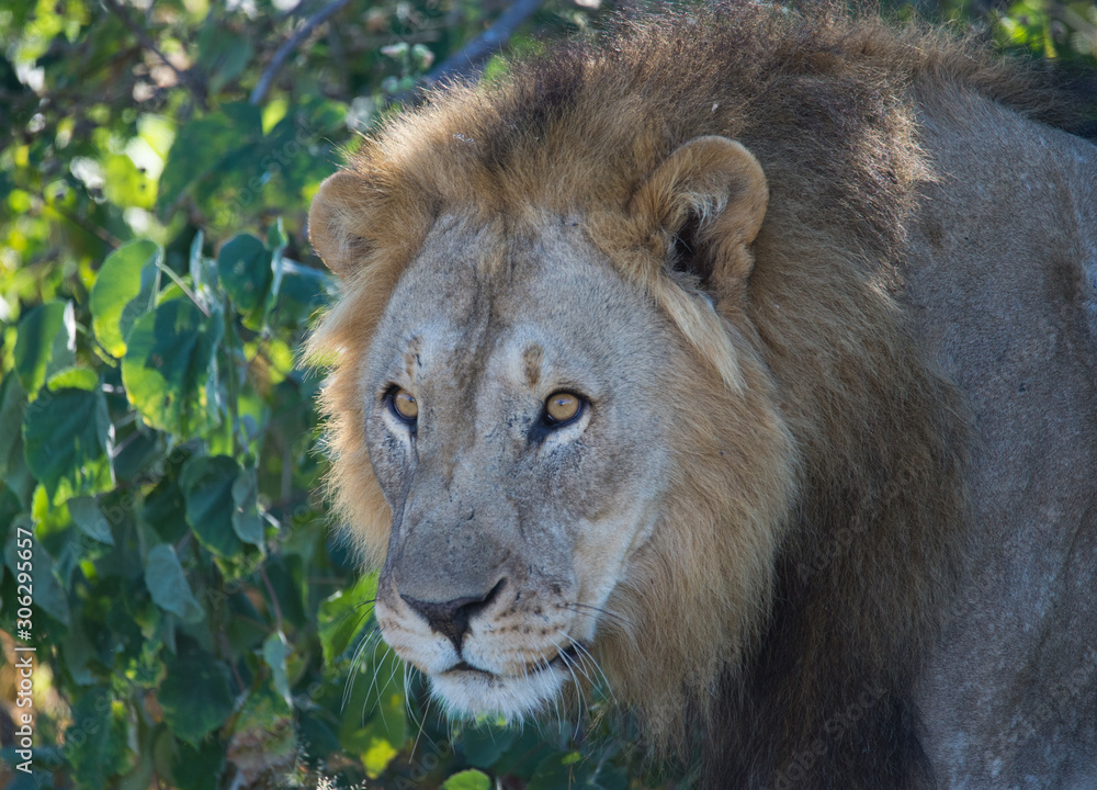 A male lion is watching, seeing all around him