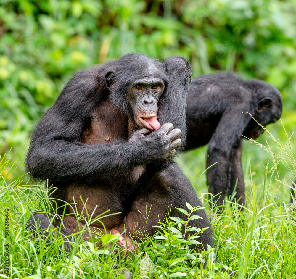 Bonobos in natural habitat on Green natural background. The Bonobo ( Pan paniscus), called the pygmy chimpanzee. Democratic Republic of Congo. Africa Bonobos in natural habitat on Green natural background. The Bonobo ( Pan paniscus), called the pygmy chimpanzee. Democratic Republic of Congo. Africa