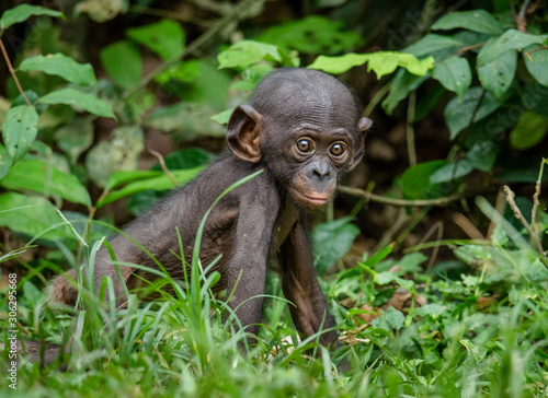 Close up Portrait of Bonobo Cub  in natural habitat. Green natural background. The Bonobo ( Pan paniscus), called the pygmy chimpanzee. Democratic Republic of Congo. Africa