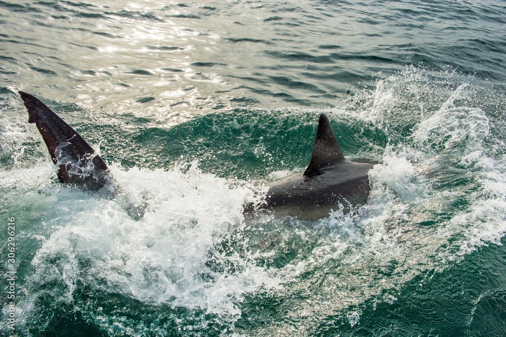 Obraz premium Great White Shark (Carcharodon carcharias) in ocean water an attack. Hunting of a Great White Shark (Carcharodon carcharias). South Africa