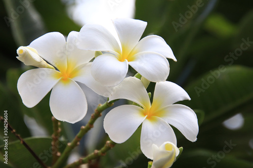 Beautiful group of White plumeria (frangipani) blooming in the morning,Bright white yellow plumeria flowers as a floral background